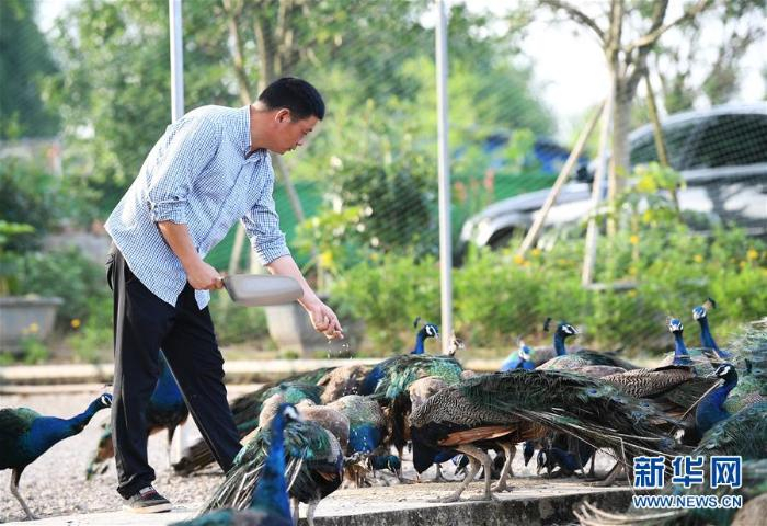 重慶忠縣：孔雀產業助力脫貧增收